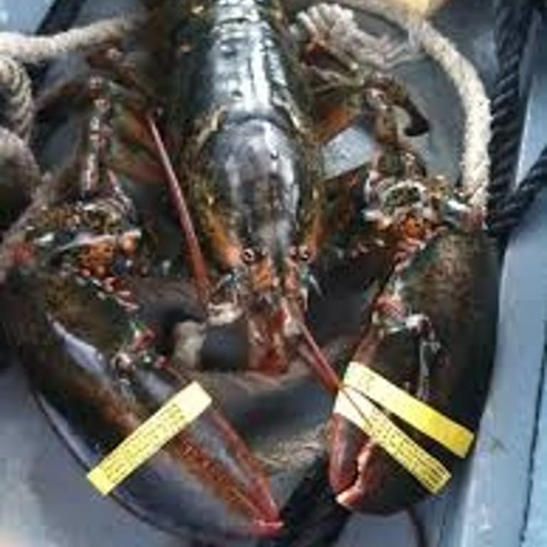 Delicious Lobster Dishes