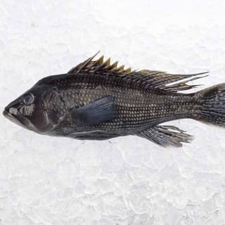 Black Bass